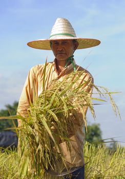 farmer in field, it's harvest time