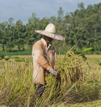 farmer in field, it's harvest time