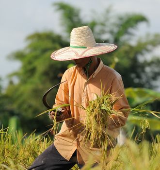 farmer in field, it's harvest time