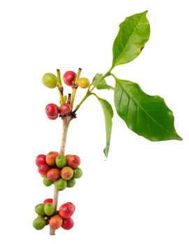 coffee beans isolated on white background