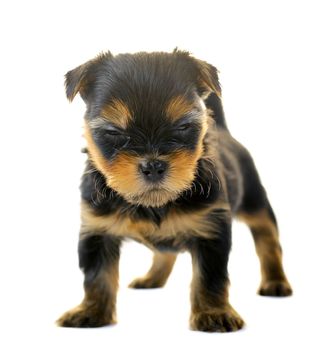 Yorkshire Terrier in front of a white background