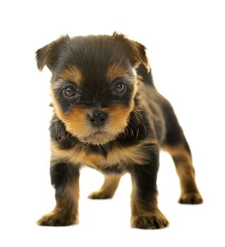 Yorkshire Terrier in front of a white background