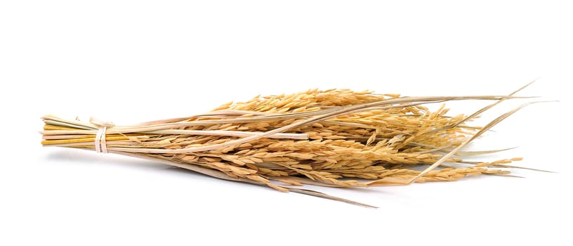 paddy jasmine rice on white background