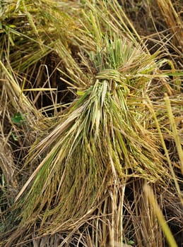 bundles of rice after the harvest