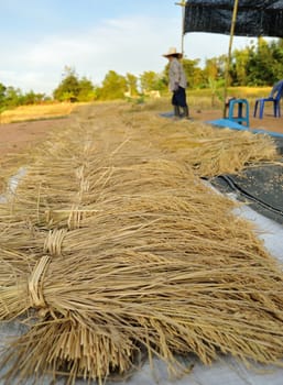 bundles of rice after the harvest