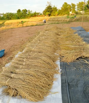 bundles of rice after the harvest