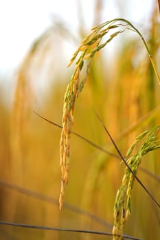 Rice field