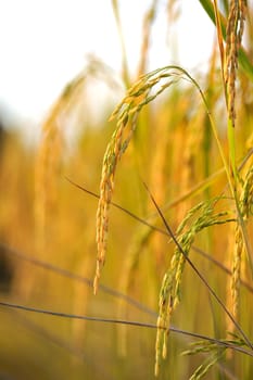 Rice field