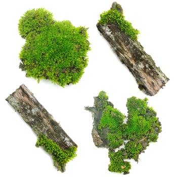 Green moss on white background