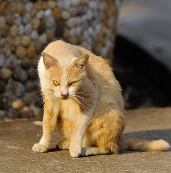 portrait of a street cat outdoor