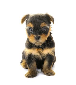 Yorkshire Terrier in front of a white background