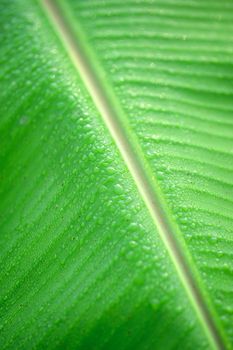 rain drop on green banana leaf background