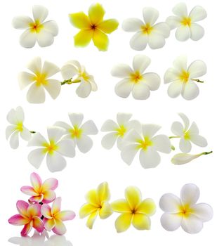 Frangipani flower isolated on white background