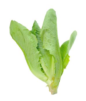 Cos Lettuce on White Background