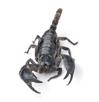 Scorpion Pandinus imperator isolated on white background