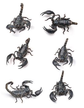 Scorpion Pandinus imperator isolated on white background