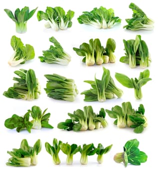 Bok choy (chinese cabbage) isolated on white background