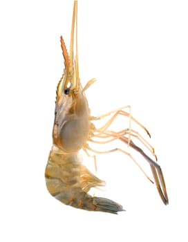 shrimp  isolated on white background