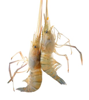 shrimp  isolated on white background