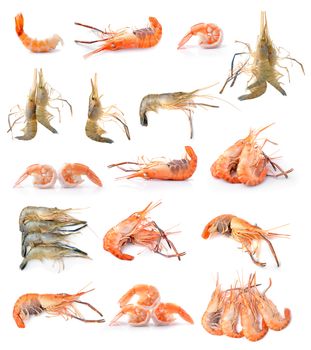  shrimp isolated on white background