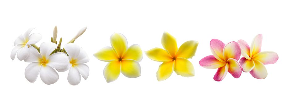 Frangipani flower isolated on white background