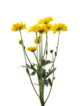 Yellow chrysanthemum flower with leaf