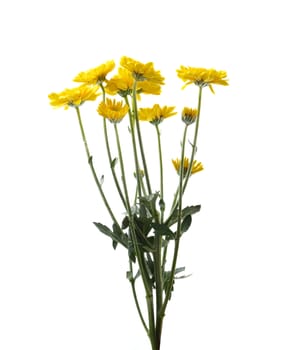 Yellow chrysanthemum flower with leaf