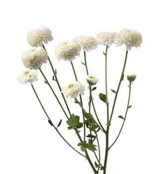 chrysanthemum flower with leaf