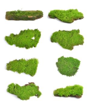 Green moss isolated on white bakground