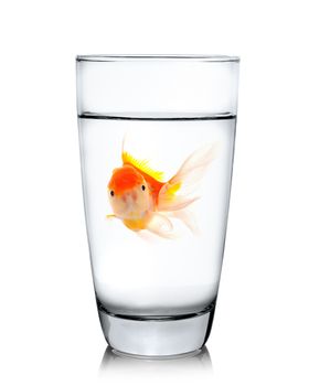 gold fish in drinking glass