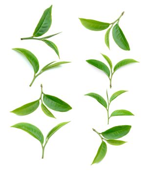 tea leaf isolated on white background