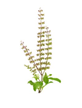 Holy basil isolated on white background