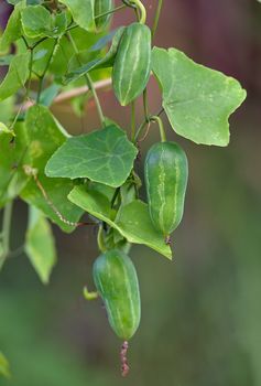 Ivy gourd or Coccina Grandis