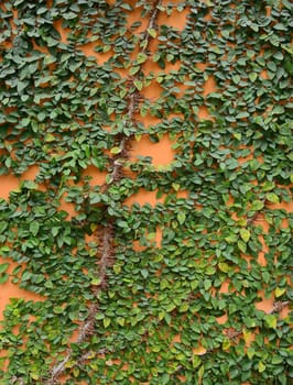 Green creeper on cement wall