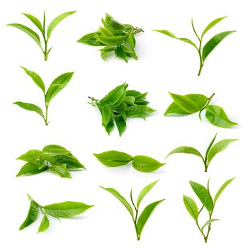 green tea leaf isolated on white background