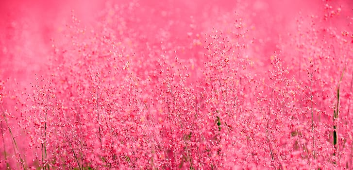 A beautiful pink scene of nature