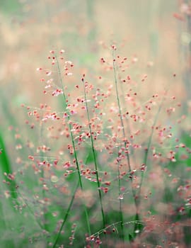 Grass flower in the morning