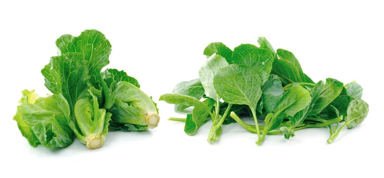 Chinese kale vegetable on white background