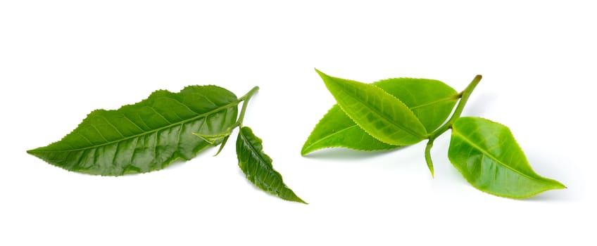 tea leaf isolated on white background