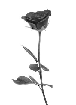 Black rose on over white background