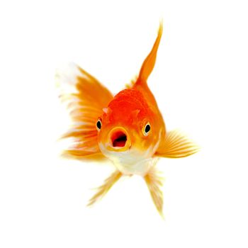 Gold fish Isolation on the white background