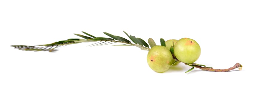 gooseberries on white background