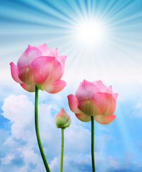 pink lotus and sun light in blue sky background