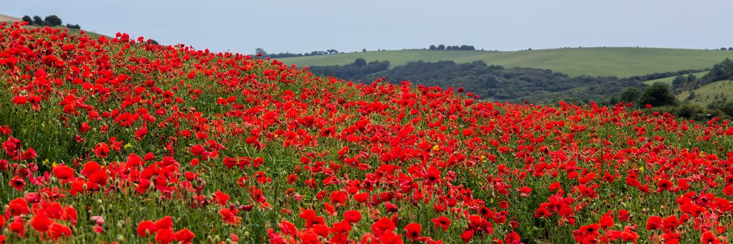 Field of Poppies in Sussex