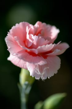 Pink Carnation Flowering in an English Garden