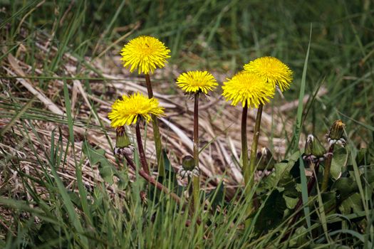 Close-up of a Clump of Dandelions (Taraxacum)