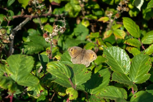 Meadow Brown Butterfly (Maniola jurtina)