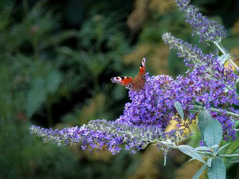 European Peacock butterfly (Inachis io) feeding on Buddleia blossom