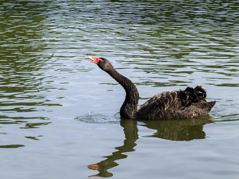 Black Swan (cygnus atratus)