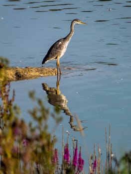 Grey Heron and reflection